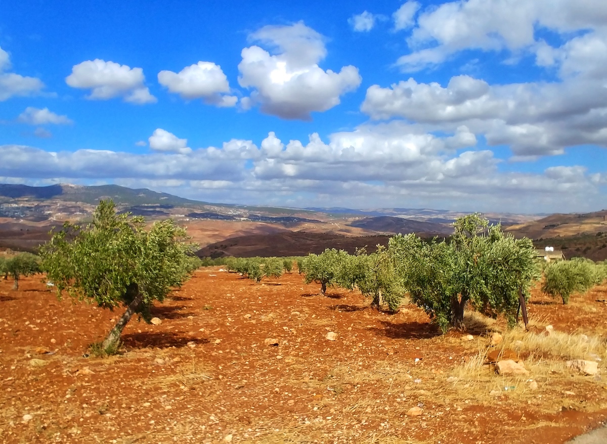 Paesaggio di ulivi e colline aride nel nord della Giordania attraversato da Laura e Marco