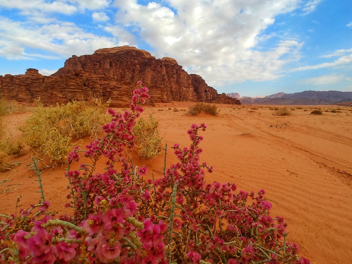 Fiori selvatici nel deserto rosso di Wadi Rum incontrati da Laura durante il Jordan Trail